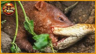 When Snakes Hunt the WRONG Opponent in the Wild | Animal Fight