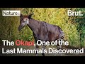 The Okapi Was One Of The Last Large Mammals Discovered