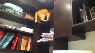 Mongor, Barbarian Kitty (Set to "Anvil of Crom")