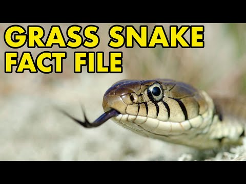 Grass Snake: Fact File (British Wildlife Facts)