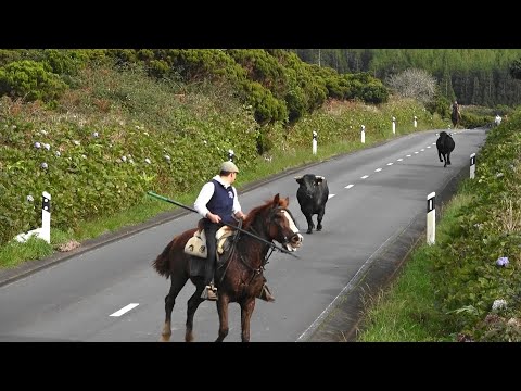 Touro 19 RB - Cuidados Veterinários - Veterinary Care To Bull 19