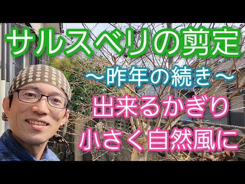 インドライラックの色あせた花は切ったほうがいいでしょうか？夏のサルスベリの剪定について知っておくべきことすべて  庭園