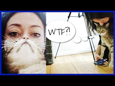 ♥ #CATBEARDING Tutorial mit Mumu ♥ Wie man aus einer Katze einen falschen Bart macht