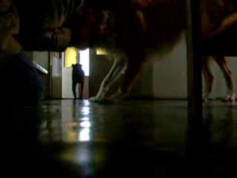 Amisia - radosne powitanie :)