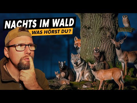 So klingt der Wald bei Nacht: 14 Geräusche die du kennen musst!