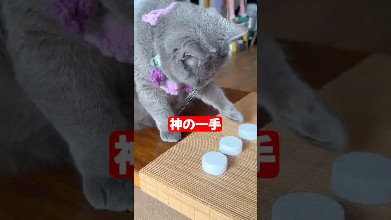 すべておみとおし　　　　　　#animals #動物 #猫＃猫のいる暮らし