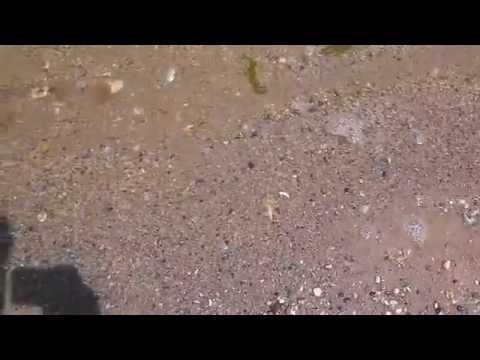 Potomic river Beach in morlingtion conty VA