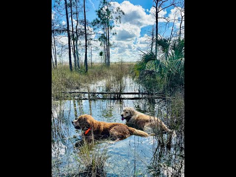 Golden's Bimini & Kalik Create Chaos in Florida's Snipe Nirvana.