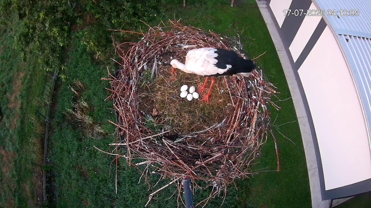 Live webcam view of Nido de Cigüeña Blanca en Żabno