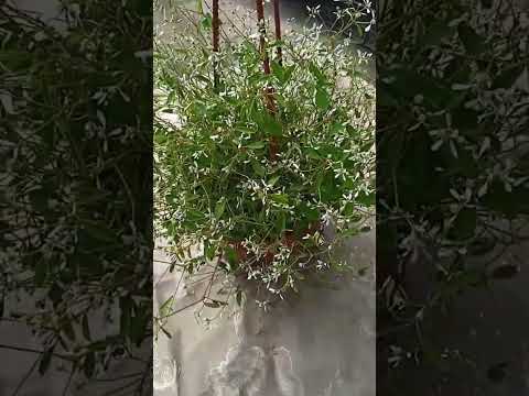 фото эуфорбия diamond frost  молочай 0