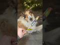 Wie Du Dein Haustier Zu Silvester Beruhigst Haustier Silvester Landwirtschaft Tierhilfe Hund