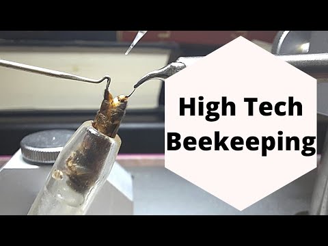 Instrumental insemination of honey bee queens #hightechbeekeeping