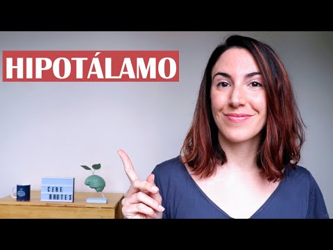 The hypothalamus - The brain dictionary