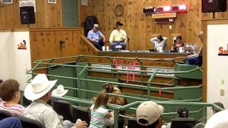 preview picture of video 'Arcadia Stockyard Auction in Florida'