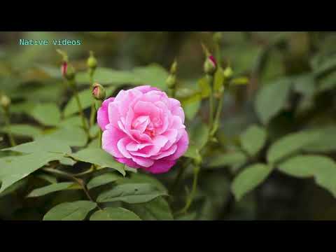 flowers blooming time lapse with music | Native videos
