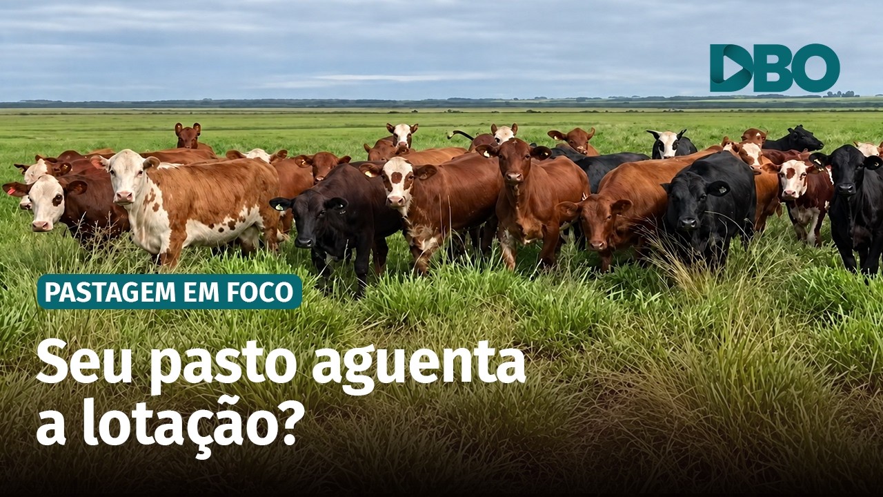 Manejo de pastagens: como ajustar a lotação com o clima instável