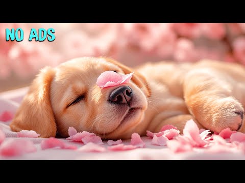 Wirksamste Entspannungsmusik für Hunde | Beste Behandlung gegen Angstzustände für Haustiere #mosteff