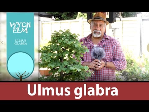136) Wych Elm Ulmus glabra great bonsai trees for beginners in Europe