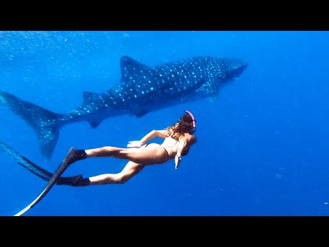DEEP BLUE CLEAR WATER FREEDIVING Whale Shark & Tiger Shark CAMPING With My Brother (Part 3) - Ep 187