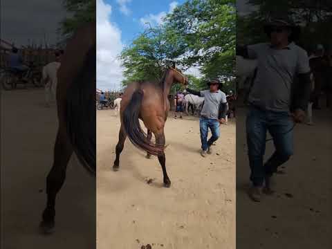 Cavalo 🐎de patrão à venda em Altinho-PE