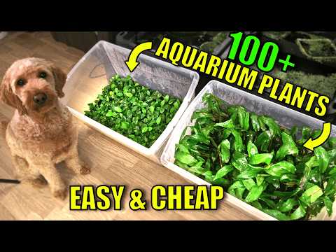 How to Grow Aquarium Plants Emersed! Simple Tub Setup (Complete Guide)