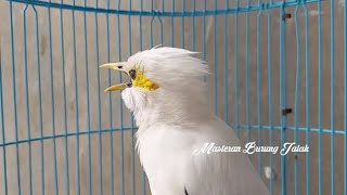 Download lagu Sekali Putar Semua Jenis Burung Jalak Bunyi | Pancingan Jalak Putih Stres mp3 Download lagu Sekali Putar Semua Jenis Burung Jalak Bunyi | Pancingan Jalak Putih Stres mp3