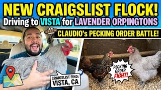 Buying Chickens on Craigslist, New Flock who’s this