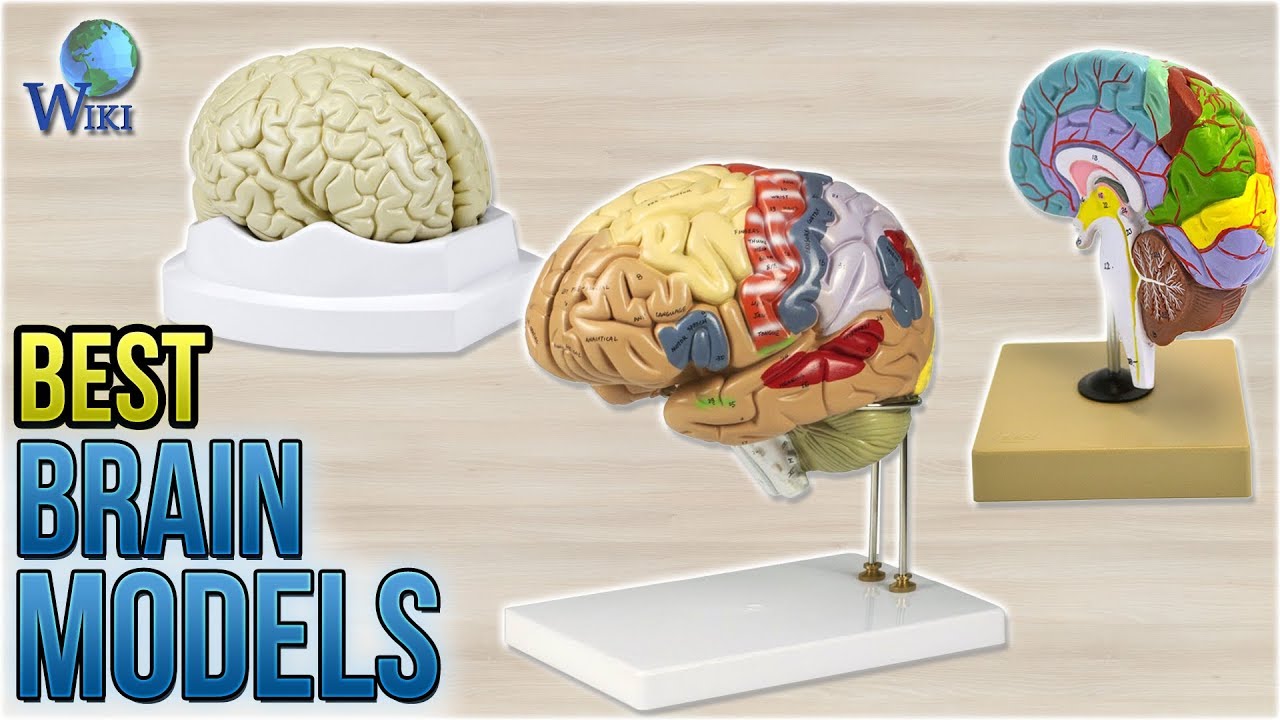 8 Best Brain Models 2018