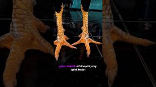 Download lagu Rekomendasi pakan ayam lock brakot #ayamlaga #ayam #ayamberkualitas #ayambangkok #ayamjago mp3