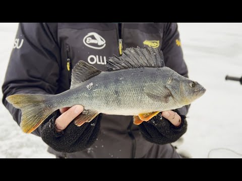 Ahvenen pilkintää pellin kanssa Suvaksella - Mitä on laikkukalastus - Ahvenen pilkintä