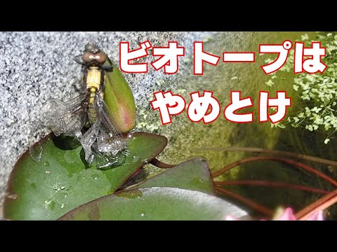 庭の池に最適な湿地植物 トピックス