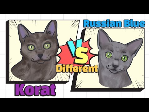 How to identify Russian Blue & Korat (SUB)