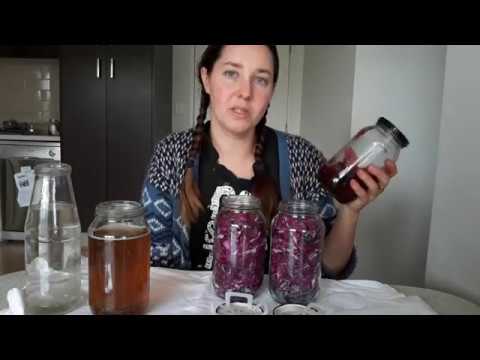 download lagu mp3 mp4 Kombucha Cabbage, download lagu Kombucha Cabbage gratis, unduh video klip Kombucha Cabbage