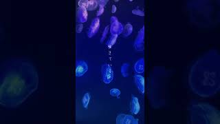 本音を曲にしてみた。「おやすみあたし」#ボカロ曲 #ボカロp #おすすめ