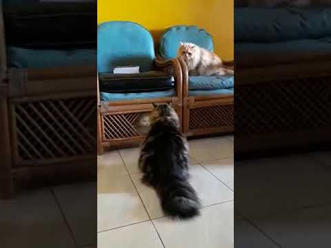 Penyerang yg kalah ...malah pingsan sendiri