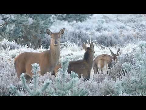 Natural video and animals