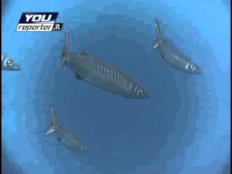 I barracuda colonizzano Portofino - www.ilmattino.it