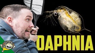 Daphnia Culture & Japanese Rice Fish Fry by Aquarium Co-Op