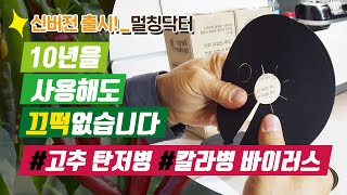 고추탄저병 예방 고추칼라병 치료제 특효약을 찾는다면 멀칭닥터