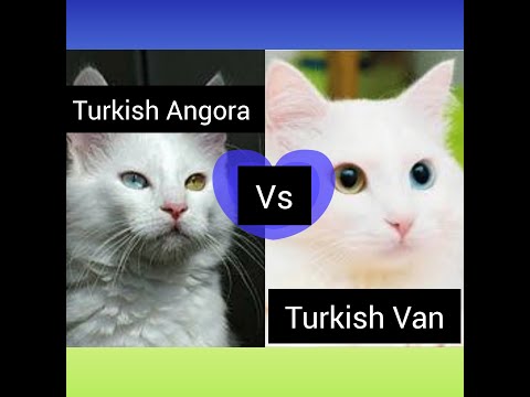 Turkish Angora vs Turkish Van | How Are These Cats Different From Each Other?