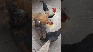 Alimentando as Galinhas pra uma boa produção de ovos - ( Parte 300 )