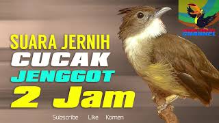 Download lagu MASTERAN WAJIB !!! kicau burung CUCAK JENGGOT gacor jernih masteran utama burung murai batu mp3 Download lagu MASTERAN WAJIB !!! kicau burung CUCAK JENGGOT gacor jernih masteran utama burung murai batu mp3