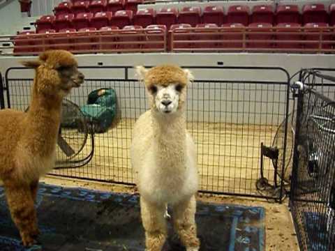 Mr.alpaca