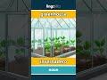 greenhouse - invernadero video thumbnail