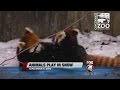Red pandas play in snow