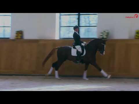 Sky Hengstpräsentation 2021