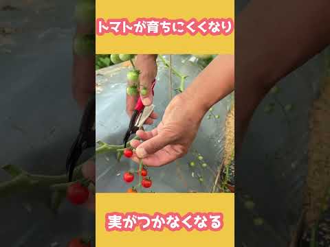 トマトの一般的な病気: それらを予防、認識、治療するにはどうすればよいですか?  庭園