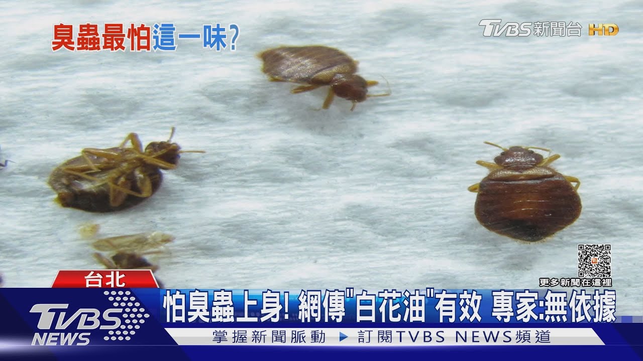 怕臭蟲上身!網傳「白花油」有效 專家:無依據