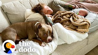 Pittie Gets So Jealous Of His New Human Brother, He Starts Sleeping On The Couch | The Dodo