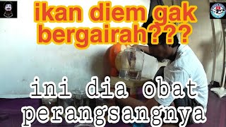 Download lagu penyakit ikan cupang galau (selalu diam tak mau ngedok, tapi bukan kuncup atau siknas) mp3